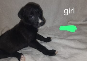9 puppies looking for their forever homes