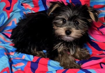 Yorkshire Terrier