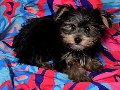Yorkshire Terrier