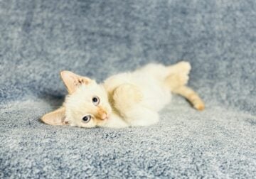 Flame Pointe Siamese Kittens