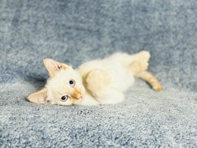 Flame Pointe Siamese Kittens
