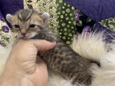 Highlander Lynx Kittnes poly Paw and natural short
