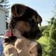 Hi I’m Nokie a 10.5 week Shepherd pup from Butler