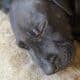 Great Dane Puppies ready for Adoption