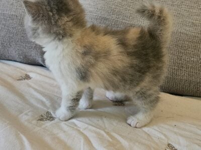 Persian Exotic Shorthair kittens in Pa