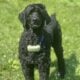 Standard Poodle