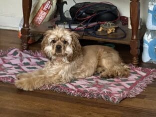 18 month old American Cocker Spaniel for sell