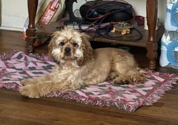 18 month old American Cocker Spaniel for sell