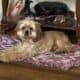 18 month old American Cocker Spaniel for sell