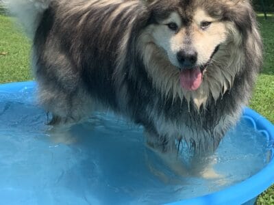 Alaskan malamute