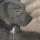 Great Dane Puppies ready for Adoption