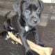 Lab mix puppies