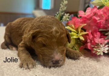 F1b Moyen Goldendoodles