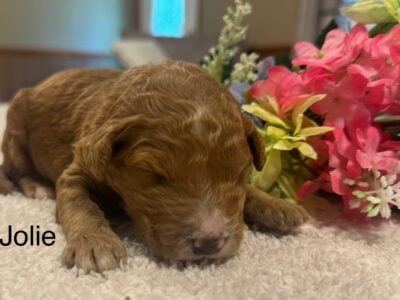 F1b Moyen Goldendoodles