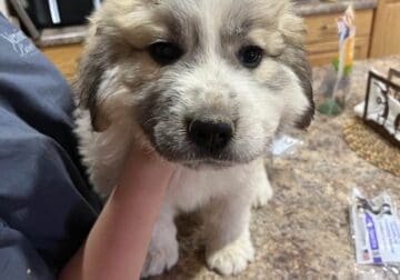 GREAT PYRENEES PUPS