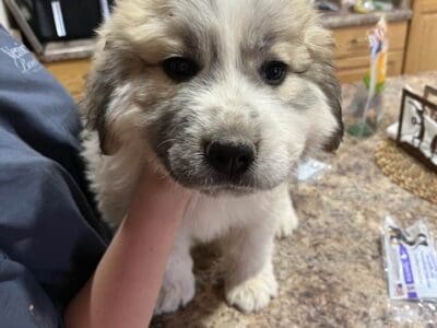 GREAT PYRENEES PUPS