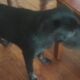 Free dog to a good home.