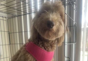 F1 Goldendoodle For Sale