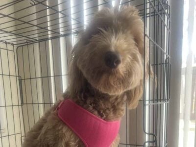 F1 Goldendoodle For Sale