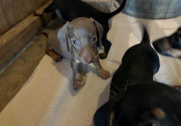Dachshund puppies