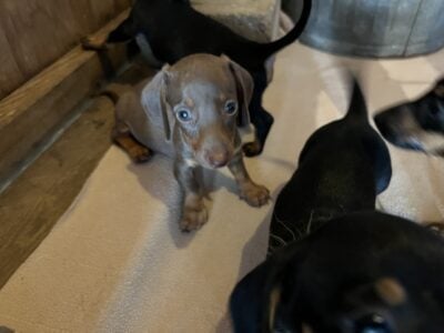 Dachshund puppies