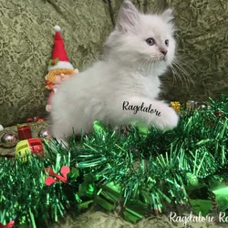 Adorable TICA Ragdoll Princess