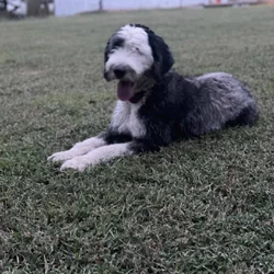 Old English Sheepdog