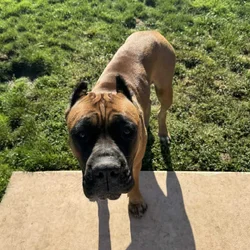 1 year old AKC registered female