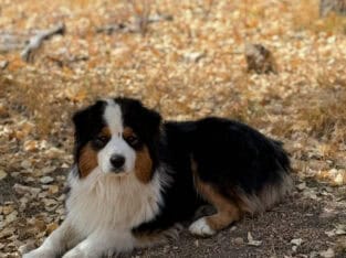 Australian Shepherd Aussie