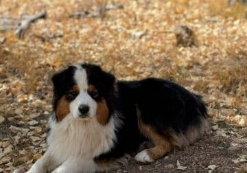 Australian Shepherd Aussie