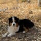 Australian Shepherd Aussie