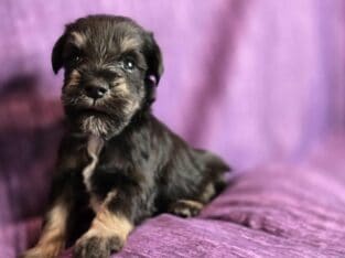 Handsome AKC Black/Silver Male
