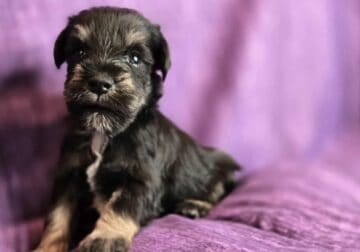 Handsome AKC Black/Silver Male