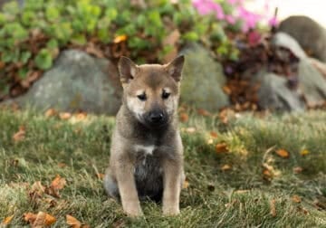 AKC Shiba Inu male puppy in Indiana (jake)