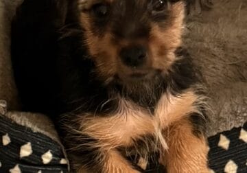 Yorkie Male Puppy