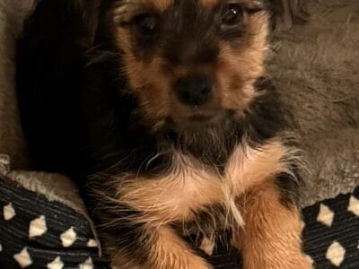 Yorkie Male Puppy
