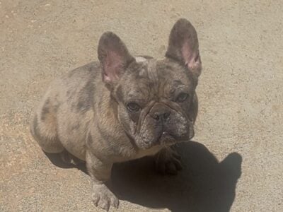 Female Frenchie