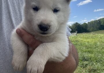 Pure bred Husky Puppies