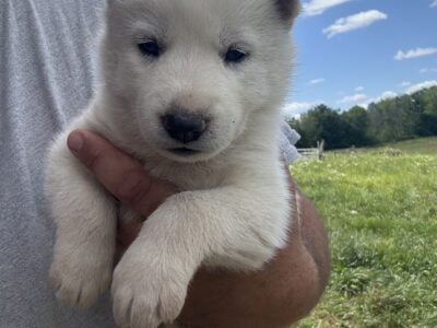 Pure bred Husky Puppies