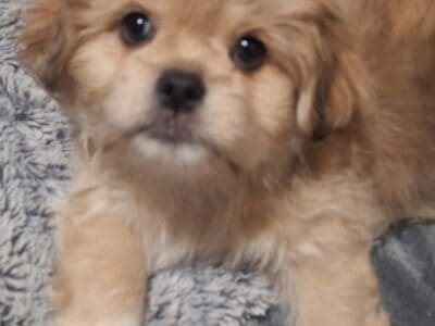 Pekingese mix yorkie puppies