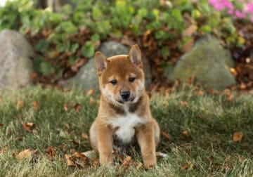 AKC Shiba Inu male puppy in Indiana (Eddie)