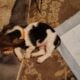 Litter of 8 basset hounds