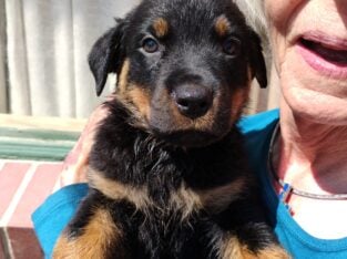 Purebred Rottweiler puppies male