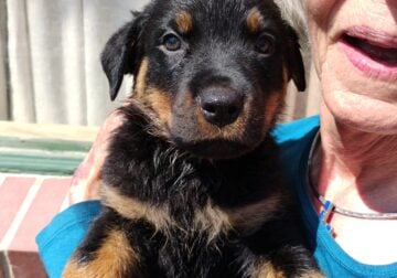 Purebred Rottweiler puppies male
