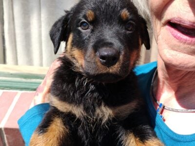 Purebred Rottweiler puppies male