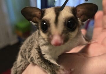 Sugar glider