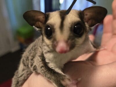 Sugar glider