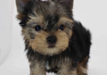 Yorkie boy Doris