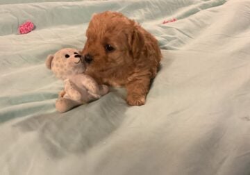 Cockapoo puppies