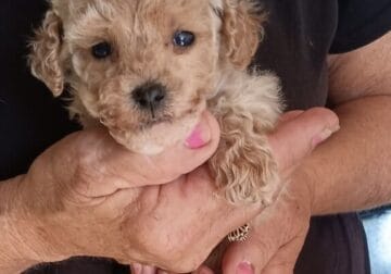 Male Toy Poodle